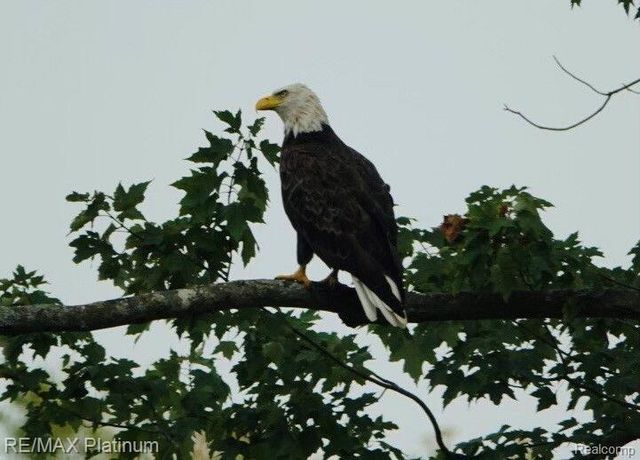 1286 Gray Fox Court, Howell, MI 48843