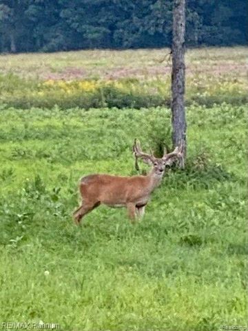 1286 Gray Fox Court, Howell, MI 48843