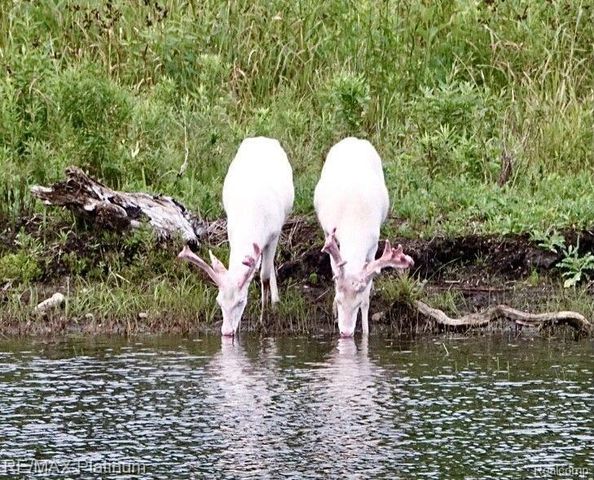 1286 Gray Fox Court, Howell, MI 48843