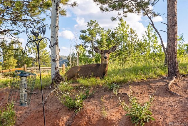 1157 Ptarmigan Drive, Woodland Park, CO 80863