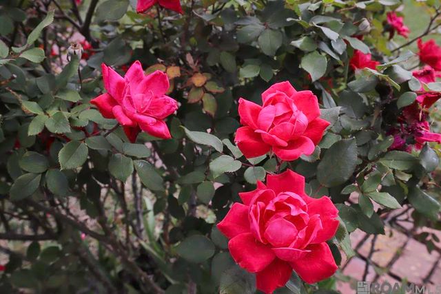 2166 Silverest Ave, Baton Rouge, LA 70816