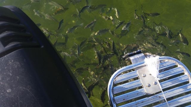 1530 Ocean Bay Dr Apt 411, Key Largo, FL 33037