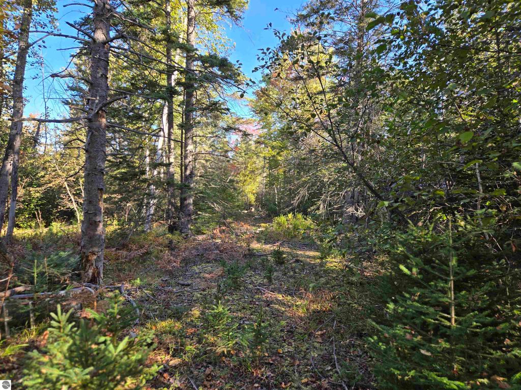 Wooded trail through lush greenery on a 25.21-acre parcel in Harrisville, MI, adjacent to Sturgeon Point State Park, ideal for outdoor activities and a secluded retreat.