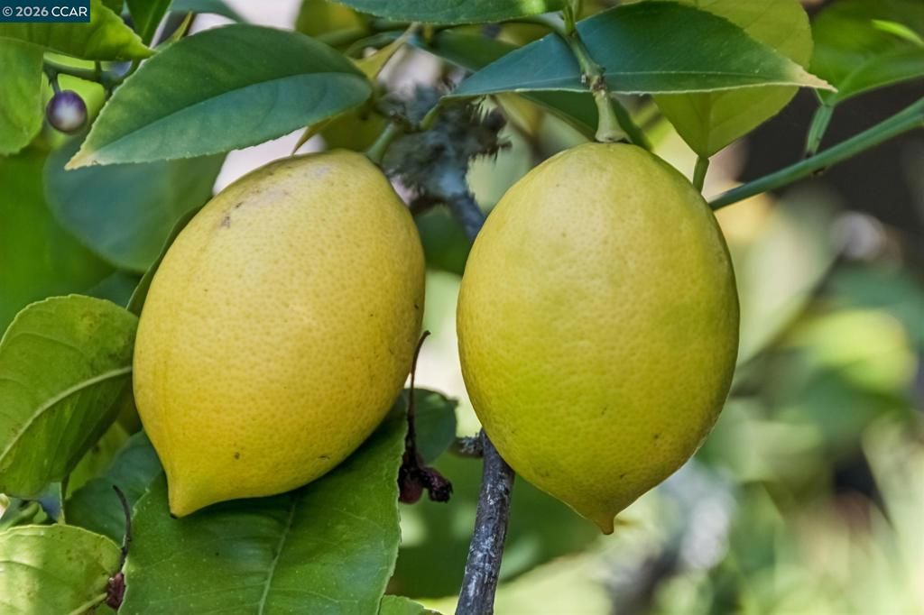 Image 54 of property listing at 212 Yale Ave, Kensington, CA 94708