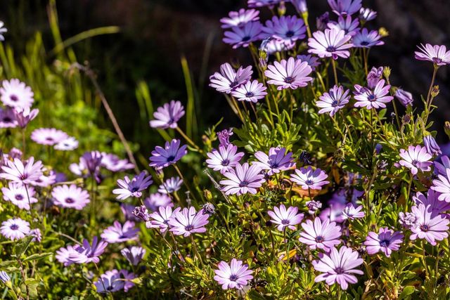 11877 Kingbird Ct, Penn Valley, CA 95946