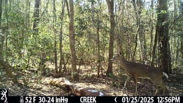 4 Ac Seven Oaks Road, Defuniak Springs, FL 32433