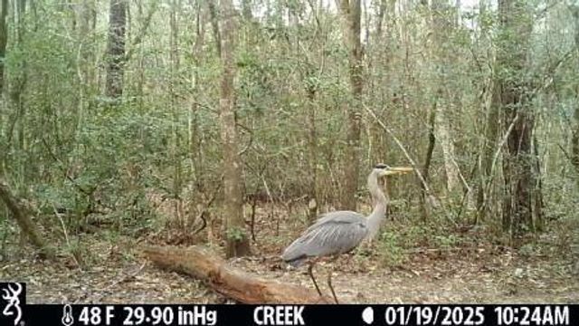 4 Ac Seven Oaks Road, Defuniak Springs, FL 32433