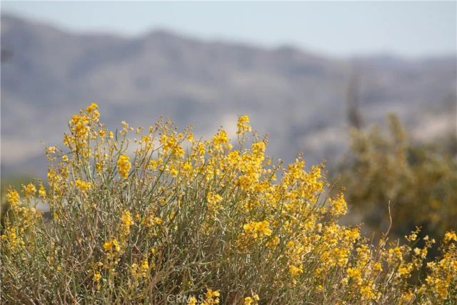 675 Pampas, 29 Palms, CA 92277