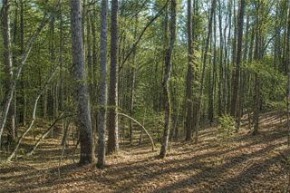 Lot 24 Waldrip Road, Dawsonville, GA 30534