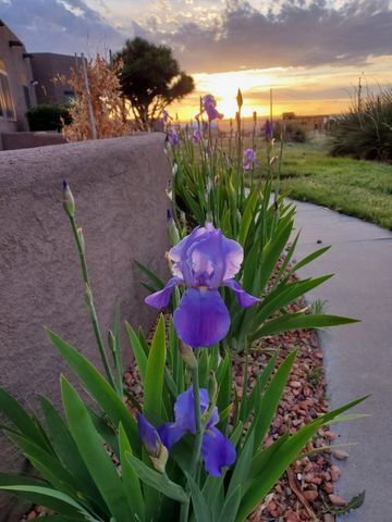 11300 Holly Avenue NE, Albuquerque, NM 87122