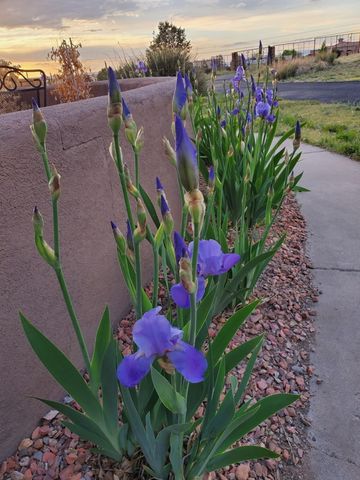 11300 Holly Avenue NE, Albuquerque, NM 87122