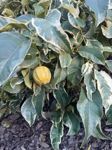 9251 Courtney Way, Roseville, CA 95747