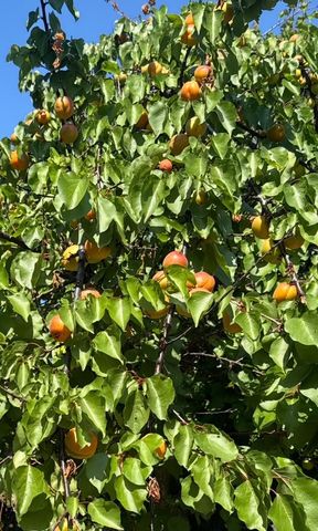 9251 Courtney Way, Roseville, CA 95747