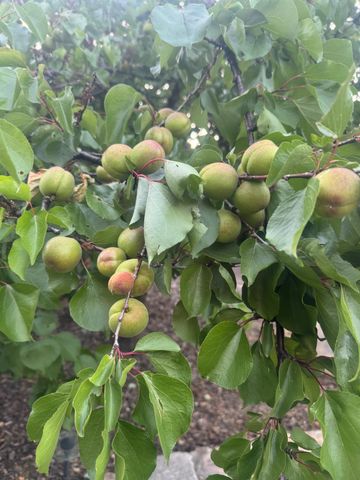 9251 Courtney Way, Roseville, CA 95747