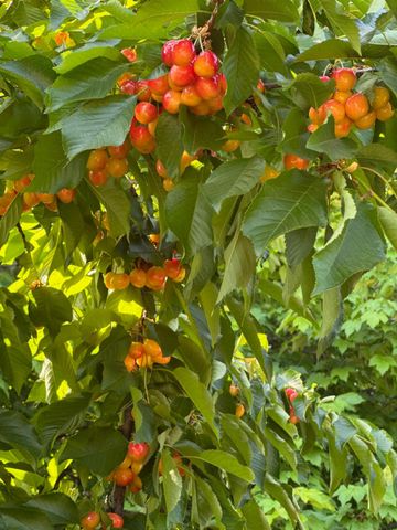 9251 Courtney Way, Roseville, CA 95747