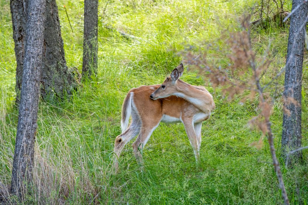 9995 O'Brien Creek Road, Missoula, MT 59804 photo 40