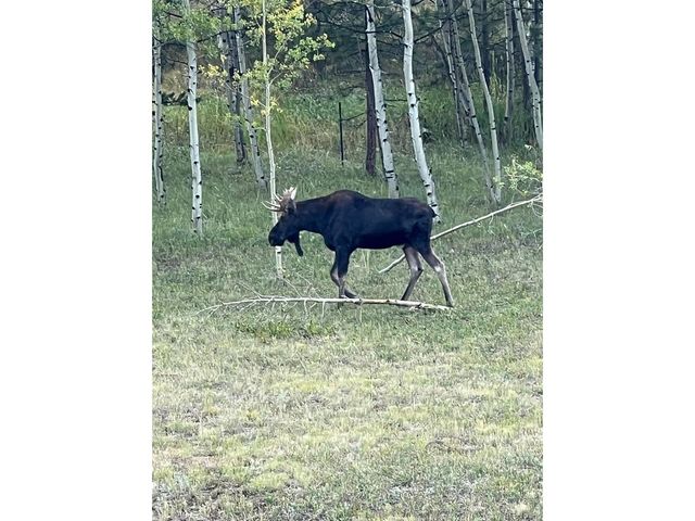 67 Thistle Trl, Idaho Springs, CO 80452