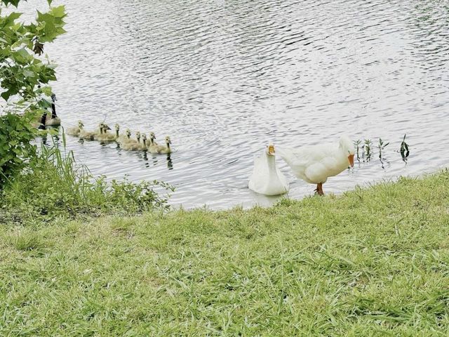 1116 Grimsworth Lane, Allen, TX 75002