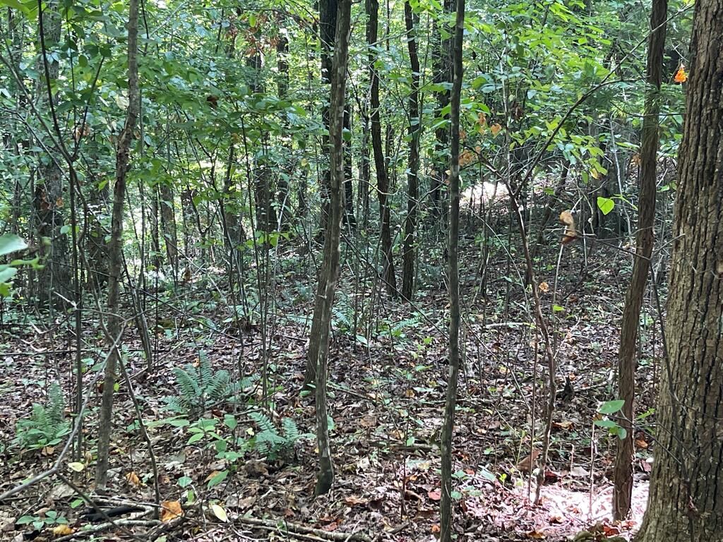 81A-82A Licklog Ridge, Hayesville, NC 28904