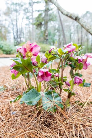 717 Double Churches Road, Columbus, GA 31904