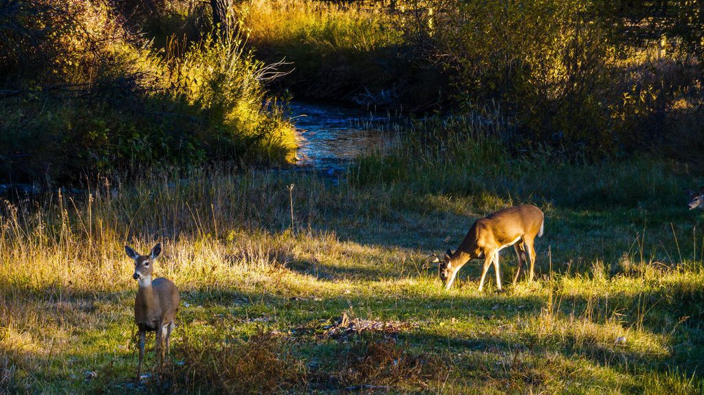 373 St Hwy 193, Banner, WY 82832 photo 70