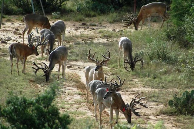 1681 FM574 Highway, Goldthwaite, TX 76864