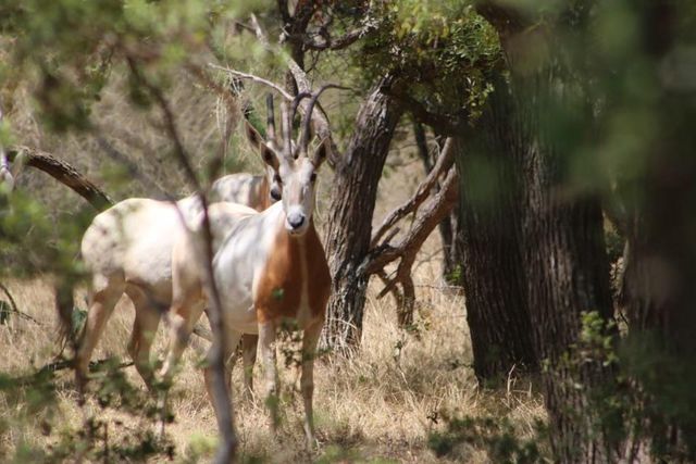 1681 FM574 Highway, Goldthwaite, TX 76864