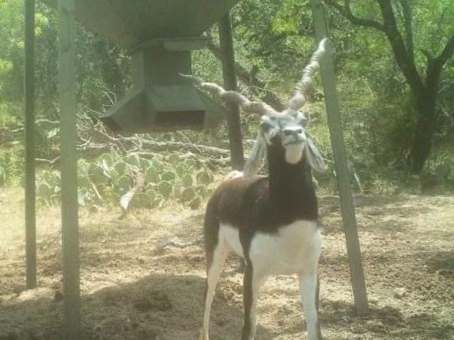 1681 FM574 Highway, Goldthwaite, TX 76864