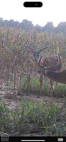 1 Clay 457 Road, Pollard, AR 72456