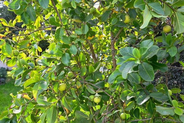 2985 New Jersey Ave, Lemon Grove, CA 91945