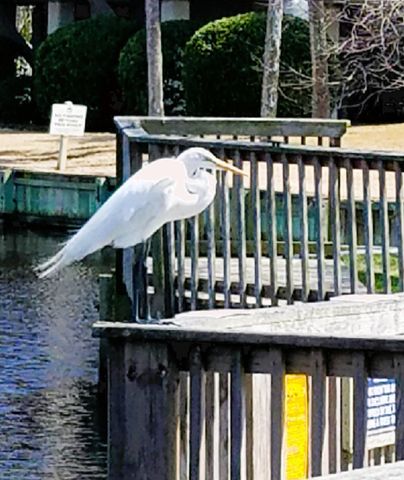 1259 Oatland Lake Rd., Pawleys Island, SC 29585