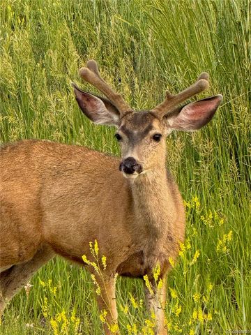 3125 Red Kit Road, Franktown, CO 80116