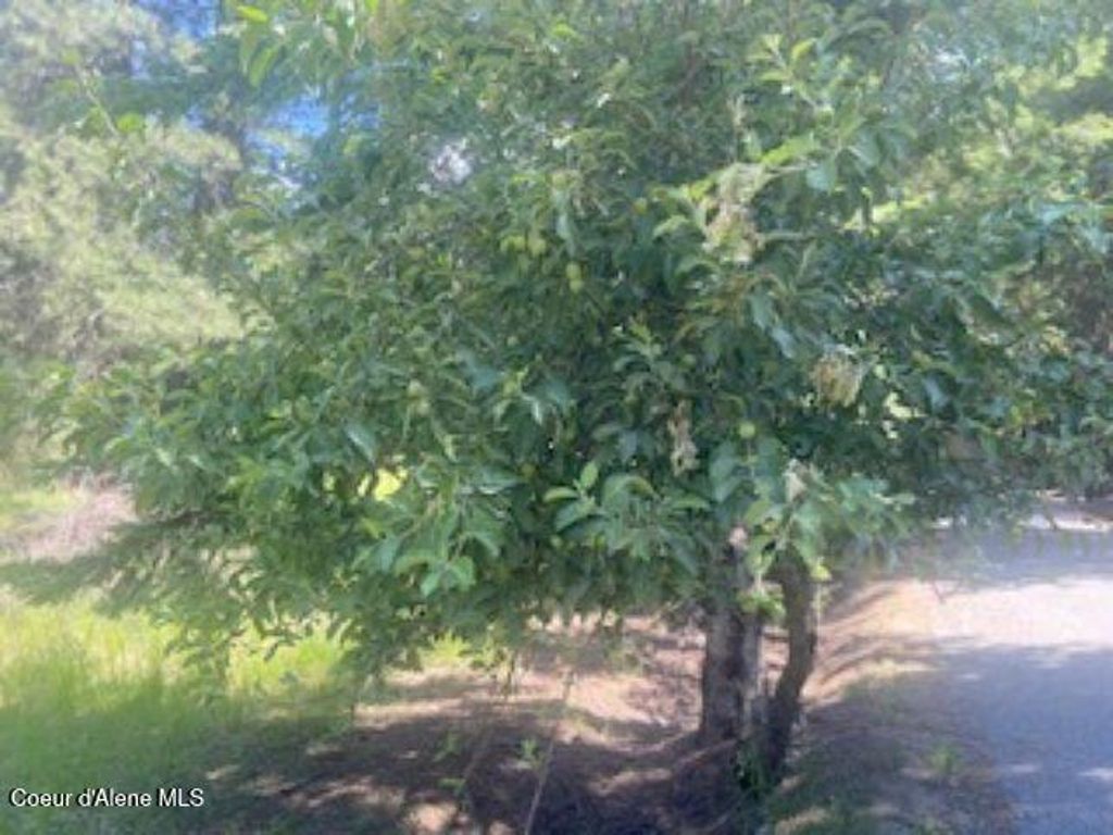 NNA Tannebaum, Bonners Ferry, ID 83805