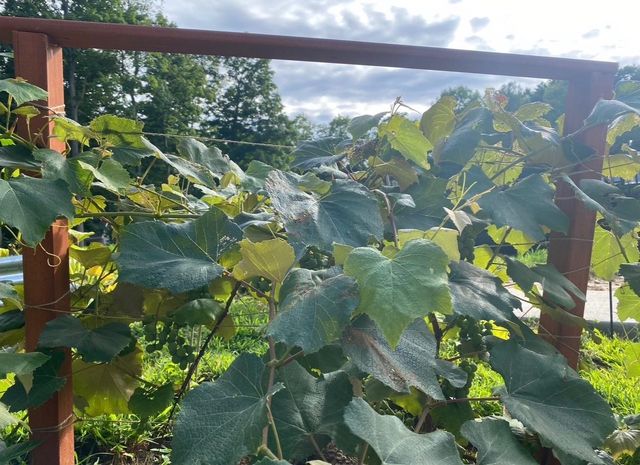 4214 Antioch Drive, Mesick, MI 49668