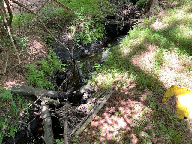 O Cobb Ct Interior Parcel, Walterboro, SC 29488