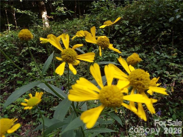 24 Tater Patch Road, Maggie Valley, NC 28751