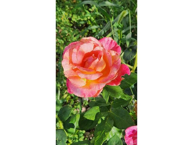 6815 Quarter Circle Rd, Colorado Springs, CO 80922