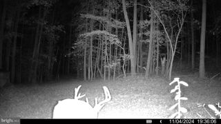 Lot 43A & 34B JENNINGS, Ruther Glen, VA 22546