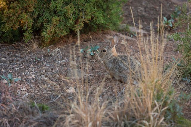 2 Concha Court, Sandia Park, NM 87047