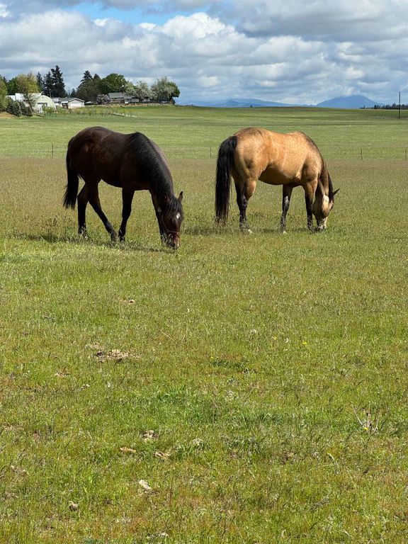 21411 N Spotted Rd, Deer Park, WA 99006 photo 42