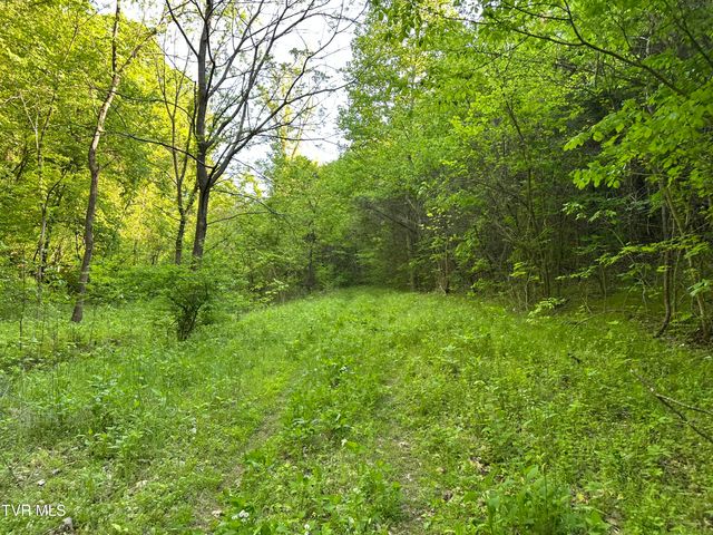 1355 Jackson Hollow Road, Mosheim, TN 37818
