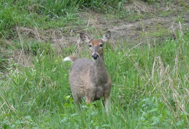 1935 Kaylin Court, Robins, IA 52328