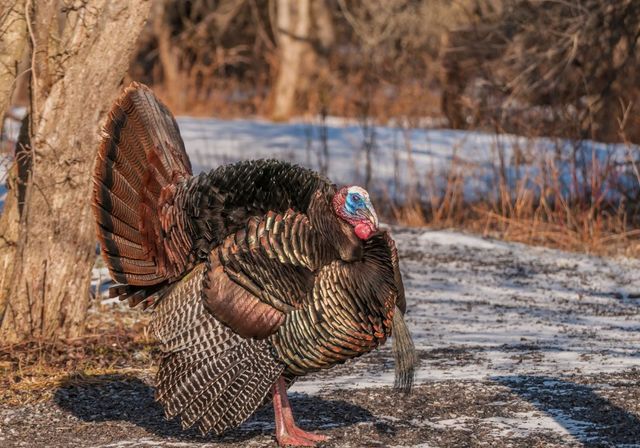 1935 Kaylin Court, Robins, IA 52328