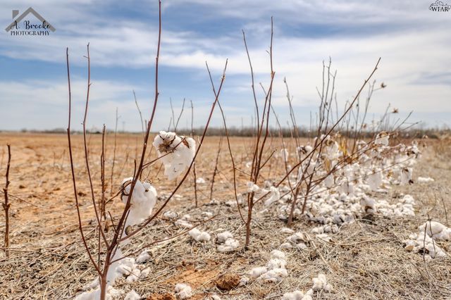 9118 HALL ROAD, Iowa Park, TX 76367