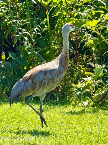 40935 Belnap Drive, Homer, AK 99603