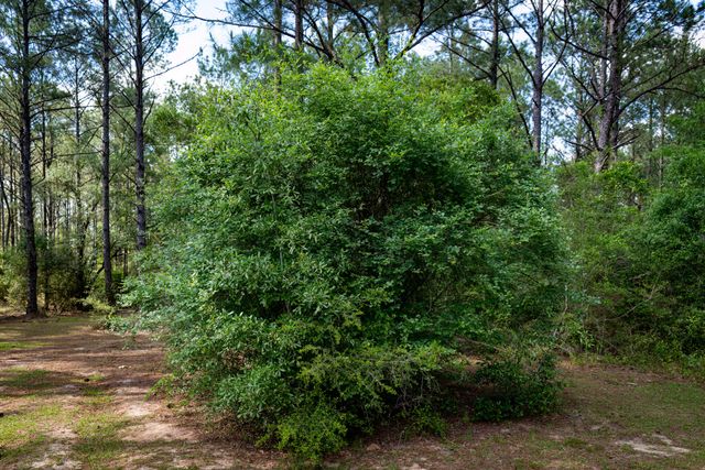 4353 Poverty Creek Road, Crestview, FL 32539