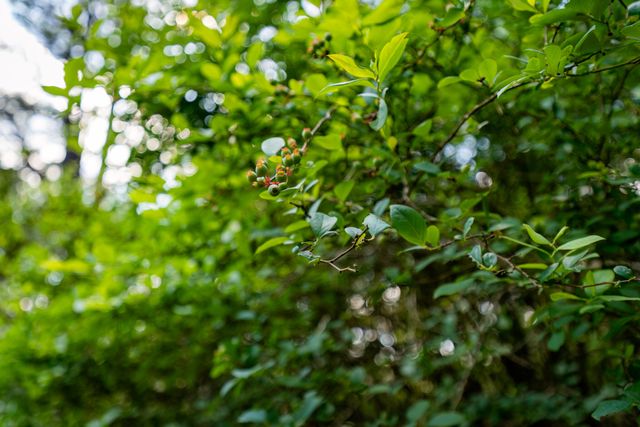 4353 Poverty Creek Road, Crestview, FL 32539