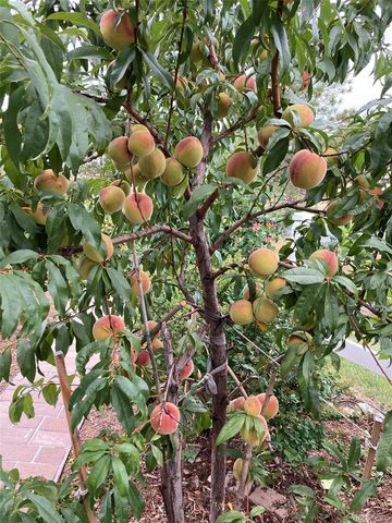 7549 Bantry Court, Lone Tree, CO 80124