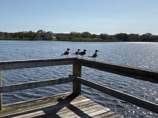 2170 AMERICUS BOULEVARD S 4, Clearwater, FL 33763