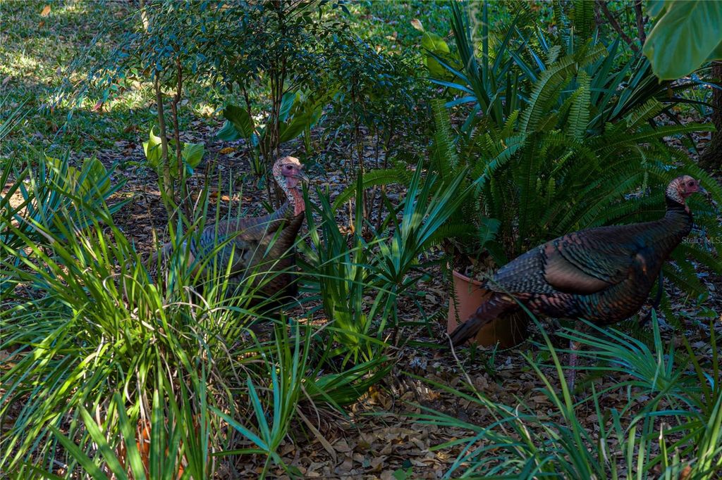 Image 54 of property listing at 3652 HURLBUT CIRCLE, Lake Wales, FL 33898